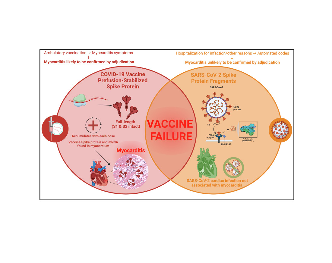 Letter to the Editor: Long-Term Prognosis of Patients with Myocarditis Attributed to COVID-19 mRNA Vaccination, SARS-CoV-2 Infection, or Conventional Etiologies